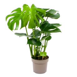 Monstera Deliciosa - Gatenplant - P17 H65 - Kamerplant