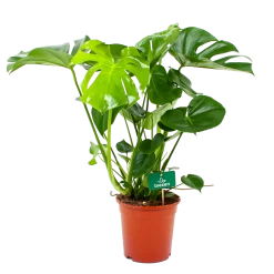 Monstera Deliciosa - Gatenplant - P21 H75 - Kamerplant