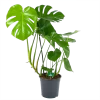 Monstera Deliciosa - Gatenplant - P24 H100 - Kamerplant