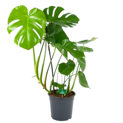 Monstera Deliciosa - Gatenplant - P24 H100 - Kamerplant