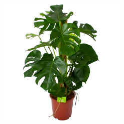 Monstera Deliciosa Op Mosstok - Gatenplant - P27 H120 - Kamerplant