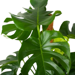 Monstera Deliciosa Op Mosstok - Gatenplant - P27 H120 - Kamerplant -Kamerplanten Winkel monstera deliciosa op mosstok gatenplant p27 h120 6 3