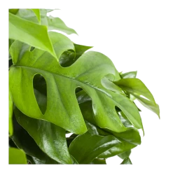 Monstera Minima - Gatenplant - In Hangpot - P27 H30 - Kamerplant -Kamerplanten Winkel monstera minima gatenplant in hangpot p27 h30 6