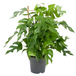 Monstera Minima Met Rekje Gatenplant P17 H65 - Kamerplant