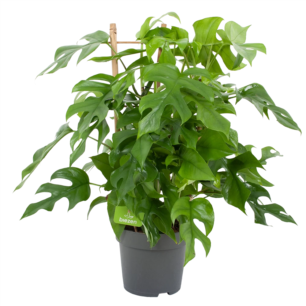 Monstera Minima Met Rekje Gatenplant P17 H65 - Kamerplant 1 Monstera Minima Met Rekje Gatenplant P17 H65 - Kamerplant