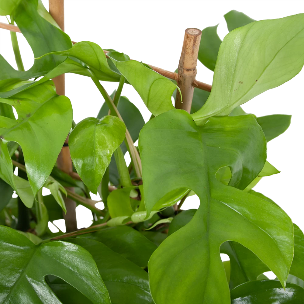 Monstera Minima Met Rekje Gatenplant P17 H65 - Kamerplant 2 Monstera Minima Met Rekje Gatenplant P17 H65 - Kamerplant - Afbeelding 2