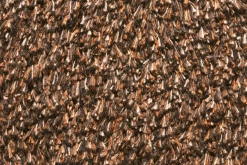 Natuflex Droogloopmat - 100x60cm - Donker Bruin - Deurmat 5 Natuflex Droogloopmat - 100x60cm - Donker Bruin - Deurmat -Kamerplanten Winkel natuflex droogloopmat donker bruin deurmat 3