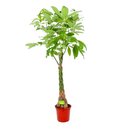 Pachira Aquatica - Geldboom - P27 H150 - Kamerplant
