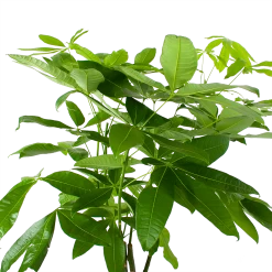 Pachira Aquatica - Geldboom - P27 H150 - Kamerplant -Kamerplanten Winkel pachira aquatica geldboom p27 h150 6