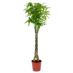 Pachira Aquatica - Geldboom - P31 H170 - Kamerplant