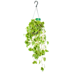 Peperomia Scandens Variegata - In Hangpot - P17 H30 - Kamerplant