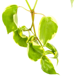 Peperomia Scandens Variegata - In Hangpot - P17 H30 - Kamerplant 6 Peperomia Scandens Variegata - In Hangpot - P17 H30 - Kamerplant -Kamerplanten Winkel peperomia scandens variegata in hangpot p17 h30 6