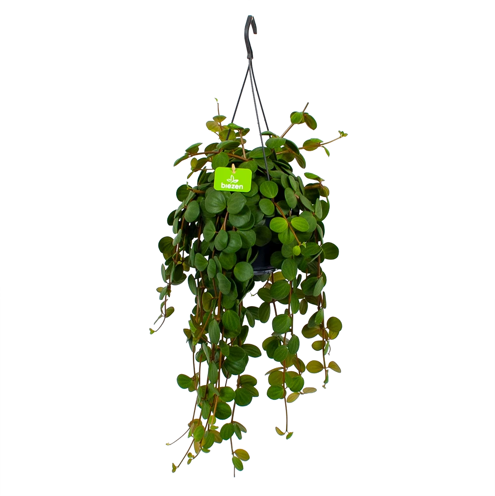 Peperomia Tetraphylla - In Hangpot - P15 H25 - Kamerplant 1 Peperomia Tetraphylla - In Hangpot - P15 H25 - Kamerplant