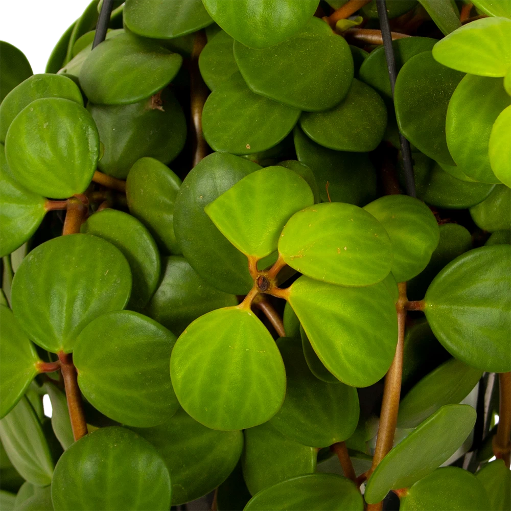 Peperomia Tetraphylla - In Hangpot - P15 H25 - Kamerplant 2 Peperomia Tetraphylla - In Hangpot - P15 H25 - Kamerplant - Afbeelding 2