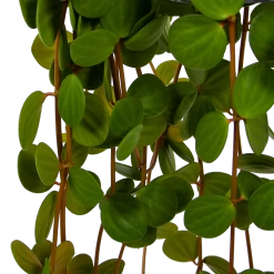 Peperomia Tetraphylla - In Hangpot - P15 H25 - Kamerplant 6 Peperomia Tetraphylla - In Hangpot - P15 H25 - Kamerplant -Kamerplanten Winkel peperomia tetraphylla in hangpot p15 h25 6