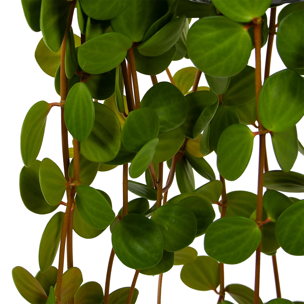 Peperomia Tetraphylla - In Hangpot - P15 H25 - Kamerplant 3 Peperomia Tetraphylla - In Hangpot - P15 H25 - Kamerplant - Afbeelding 3