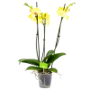 3 Taks Phalaenopsis Limelight - Vlinderorchidee - P12 H60 - Kamerplant