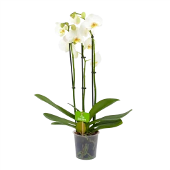 3 Taks Phalaenopsis Lighthouse - Vlinderorchidee - P12 H60 - Kamerplant