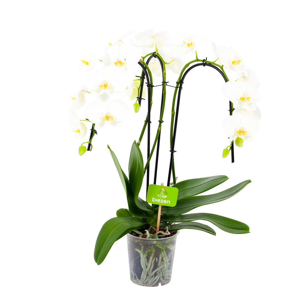 Phalaenopsis - Vlinderorchidee - 3 Taks - Waterfall - P12 H60 Wit - Kamerplant 1 Phalaenopsis - Vlinderorchidee - 3 Taks - Waterfall - P12 H60 Wit - Kamerplant