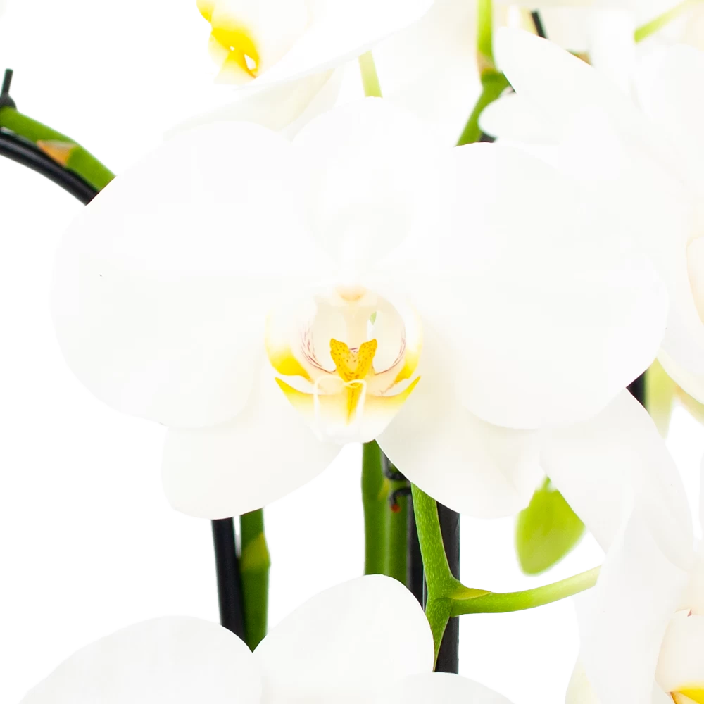 Phalaenopsis - Vlinderorchidee - 3 Taks - Waterfall - P12 H60 Wit - Kamerplant 2 Phalaenopsis - Vlinderorchidee - 3 Taks - Waterfall - P12 H60 Wit - Kamerplant - Afbeelding 2