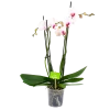 4 Taks Phalaenopsis Denver - Vlinderorchidee - P12 H60 - Kamerplant