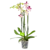 4 Taks Phalaenopsis Marrakesh - Vlinderorchidee - P12 H60 - Kamerplant