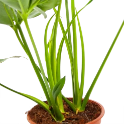 Philodendron Green Wonder - P19 H75 - Kamerplant -Kamerplanten Winkel philodendron green wonder p19 h75 3 2