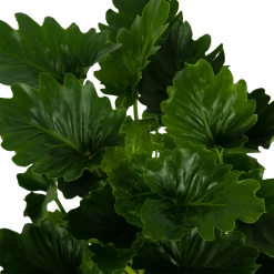 Philodendron Grizzly - P21 H55 - Kamerplant -Kamerplanten Winkel philodendron grizzly p21 h55 6