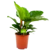 Philodendron Imperial Green - P19 H60 - Kamerplant