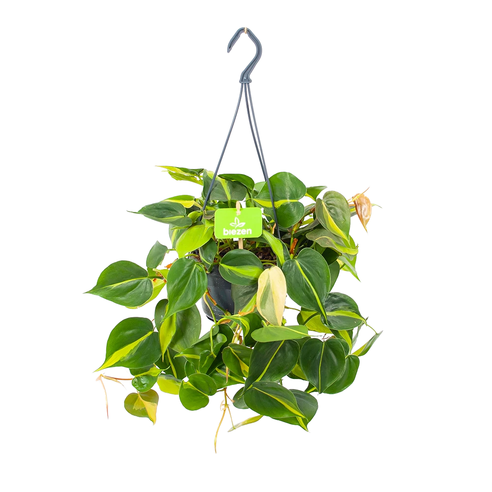 Philodendron Scandens Brasil - In Hangpot - P14 H35 - Kamerplant 1 Philodendron Scandens Brasil - In Hangpot - P14 H35 - Kamerplant