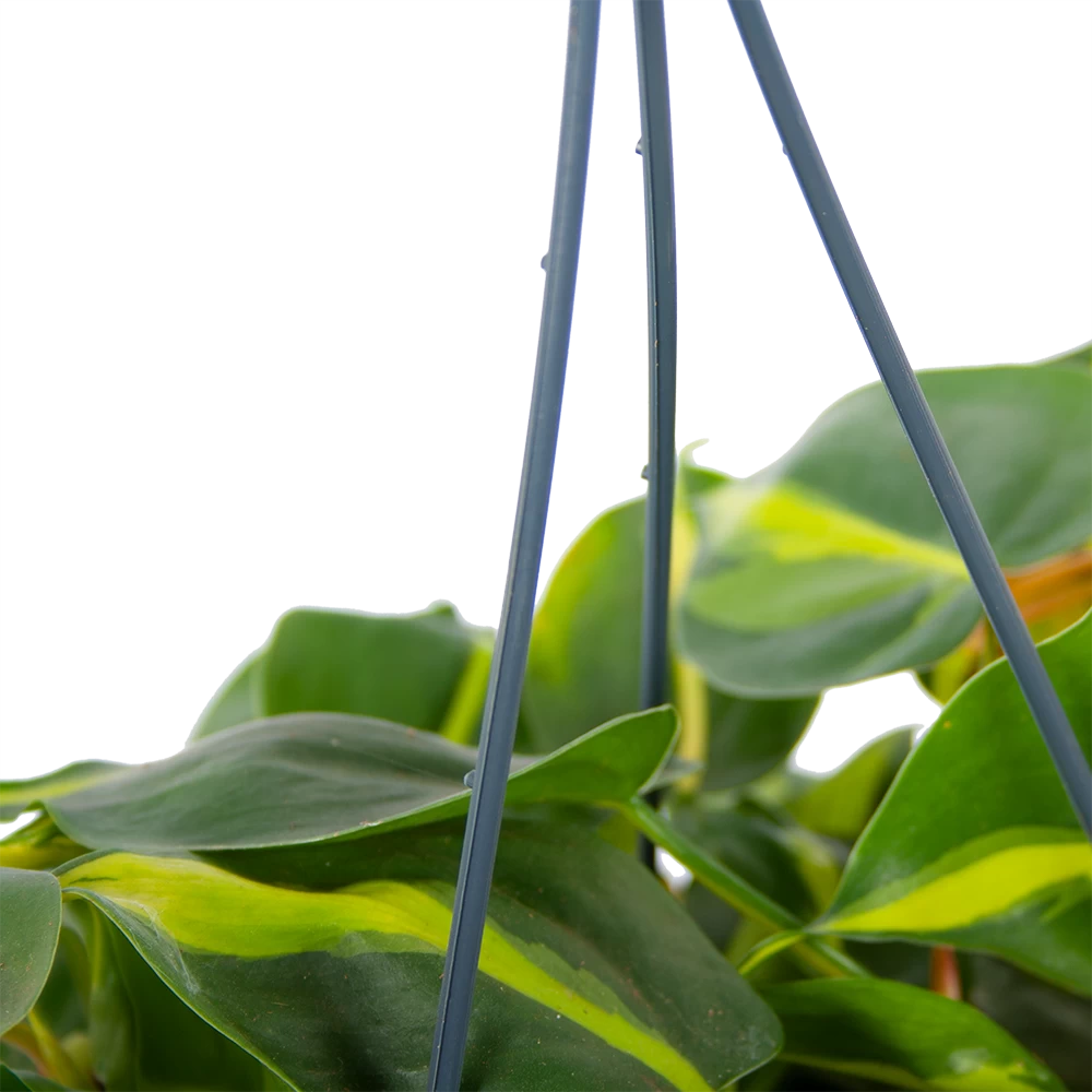 Philodendron Scandens Brasil - In Hangpot - P14 H35 - Kamerplant 2 Philodendron Scandens Brasil - In Hangpot - P14 H35 - Kamerplant - Afbeelding 2