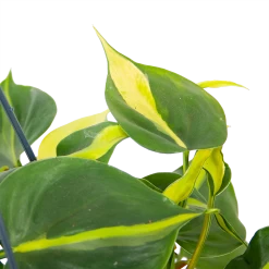 Philodendron Scandens Brasil - In Hangpot - P14 H35 - Kamerplant 6 Philodendron Scandens Brasil - In Hangpot - P14 H35 - Kamerplant -Kamerplanten Winkel philodendron scandens brasil in hangpot p14 h35 6 1