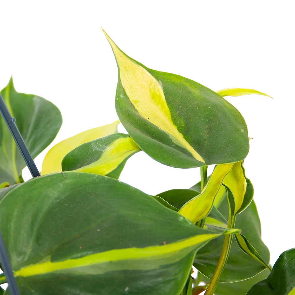 Philodendron Scandens Brasil - In Hangpot - P14 H35 - Kamerplant 3 Philodendron Scandens Brasil - In Hangpot - P14 H35 - Kamerplant - Afbeelding 3
