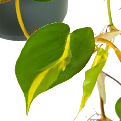Philodendron Scandens Brasil - In Hangpot - P17 H35 - Kamerplant -Kamerplanten Winkel philodendron scandens brasil in hangpot p17 h35 6