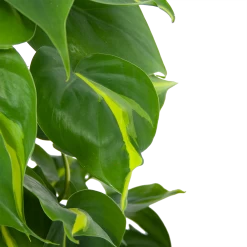 Philodendron Scandens Brasil Op Mosstok - P17 H75 - Kamerplant -Kamerplanten Winkel philodendron scandens brasil op mosstok p17 h75 6 1