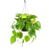 Philodendron Scandens - In Hangpot - P17 H35 - Kamerplant
