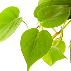 Philodendron Scandens - In Hangpot - P17 H35 - Kamerplant 6 Philodendron Scandens - In Hangpot - P17 H35 - Kamerplant -Kamerplanten Winkel philodendron scandens in hangpot p17 h35 6