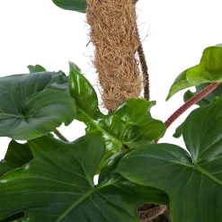 Philodendron Squamiferum Piramide Op Mosstok - P24 H70 - Kamerplant -Kamerplanten Winkel philodendron squamiferum piramide op mosstok p24 h70 6