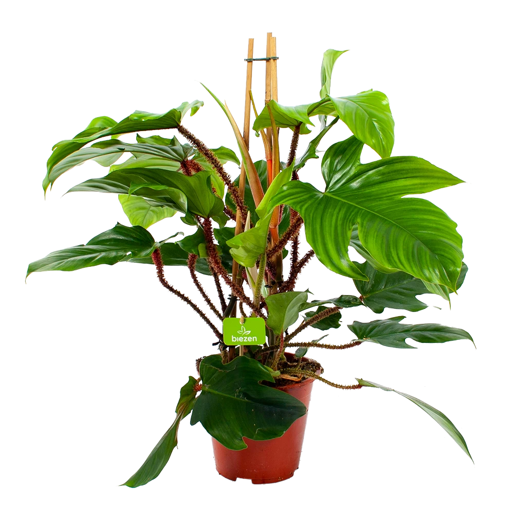 Philodendron Squamiferum Piramide - P19 H75 - Kamerplant 1 Philodendron Squamiferum Piramide - P19 H75 - Kamerplant