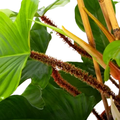 Philodendron Squamiferum Piramide - P19 H75 - Kamerplant 6 Philodendron Squamiferum Piramide - P19 H75 - Kamerplant -Kamerplanten Winkel philodendron squamiferum piramide p19 h75 6 1