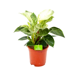 Philodendron White Wave - P17 H40 - Kamerplant