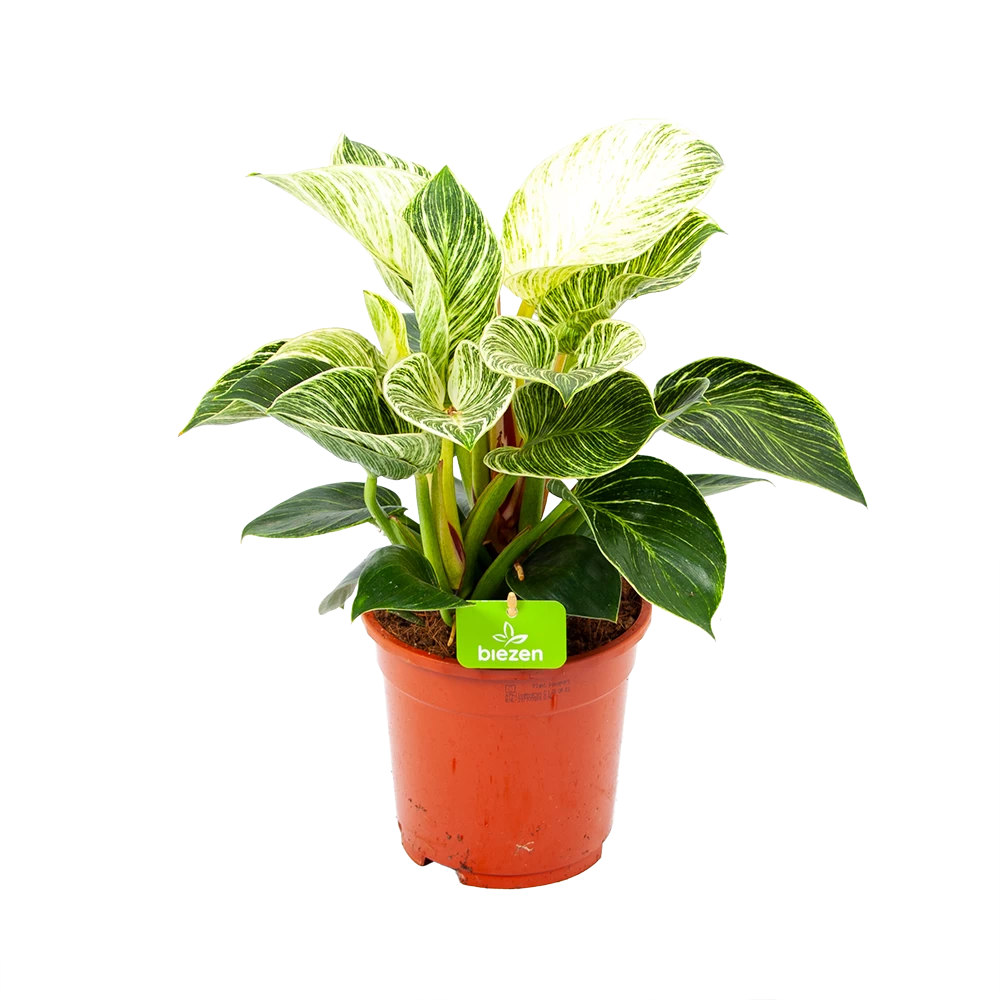 Philodendron White Wave - P17 H40 - Kamerplant 1 Philodendron White Wave - P17 H40 - Kamerplant