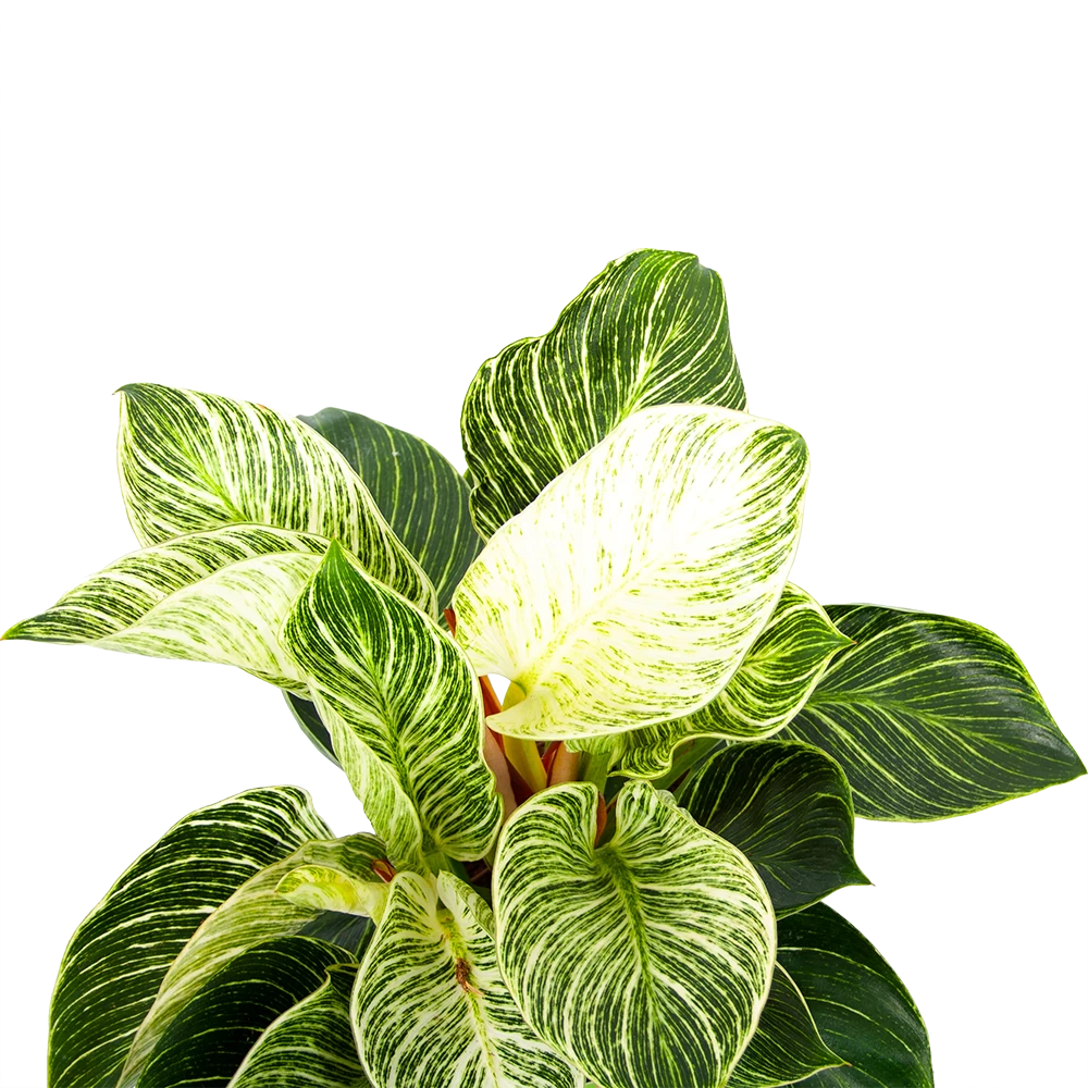 Philodendron White Wave - P17 H40 - Kamerplant 2 Philodendron White Wave - P17 H40 - Kamerplant - Afbeelding 2