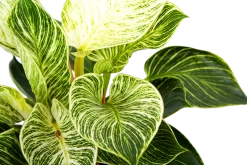 Philodendron White Wave - P17 H40 - Kamerplant 6 Philodendron White Wave - P17 H40 - Kamerplant -Kamerplanten Winkel philodendron white wave p17 h40 6 1