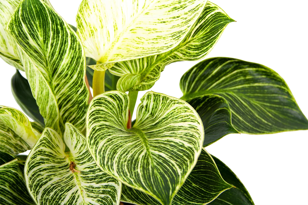 Philodendron White Wave - P17 H40 - Kamerplant 3 Philodendron White Wave - P17 H40 - Kamerplant - Afbeelding 3