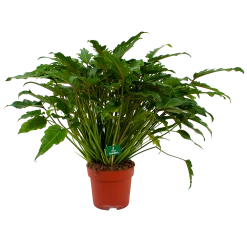 Philodendron Xanadu - P21 H60 - Kamerplant