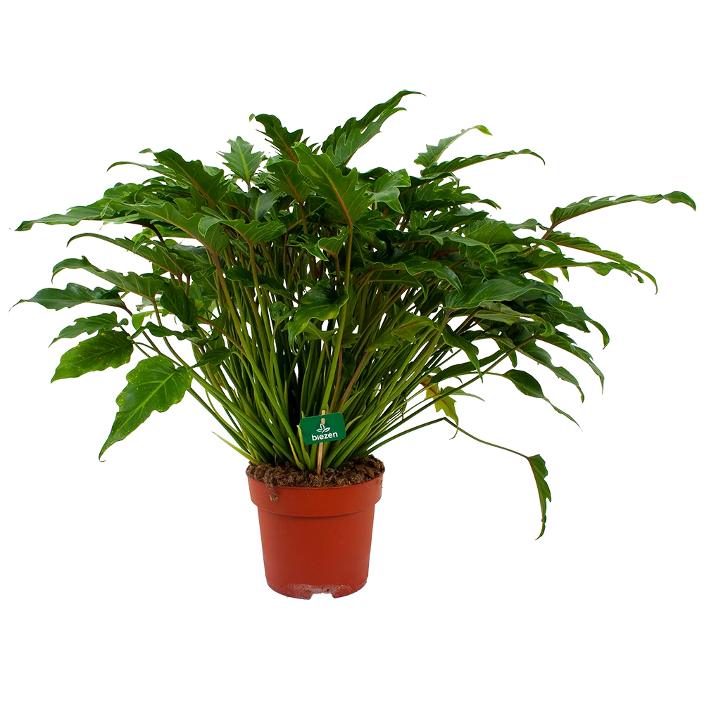 Philodendron Xanadu - P21 H60 - Kamerplant 1 Philodendron Xanadu - P21 H60 - Kamerplant