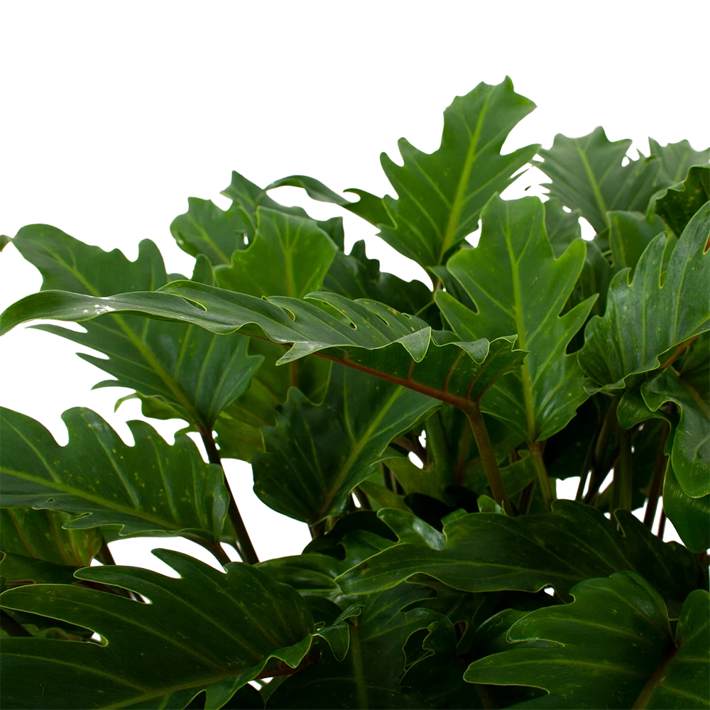 Philodendron Xanadu - P21 H60 - Kamerplant 2 Philodendron Xanadu - P21 H60 - Kamerplant - Afbeelding 2