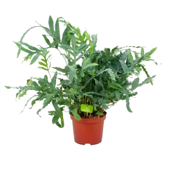 Phlebodium Areum Blue Star - Blauwvaren - P19 H60 - Kamerplant