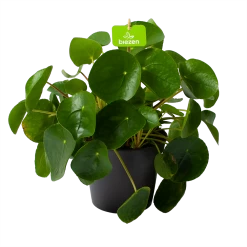 Pilea Peperomioides - Pannenkoekenplant - P17 H35 - Kamerplant